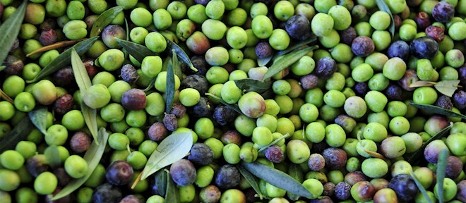 Olive oil collection